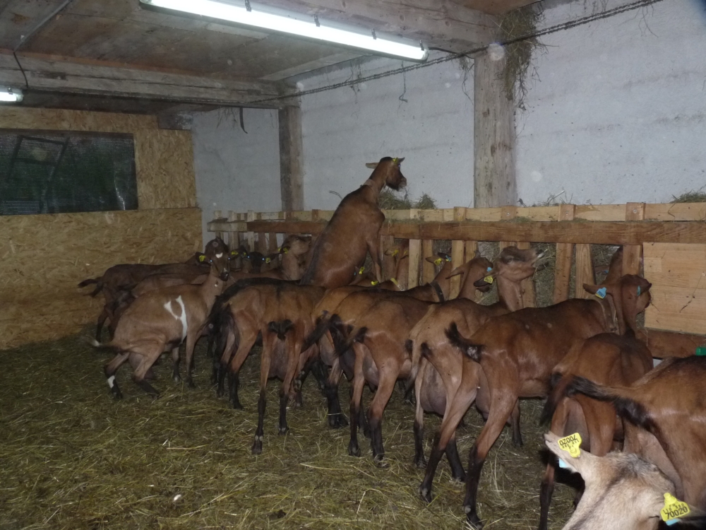 Chevres a l`int&eacute;rieur