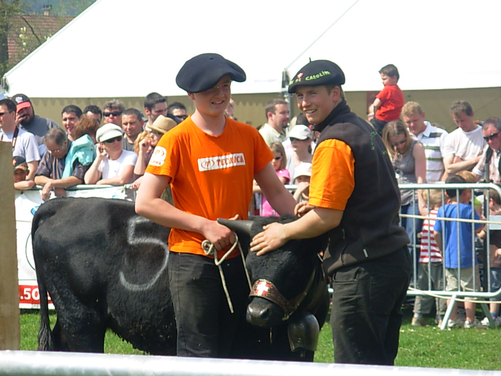 vache d`herens