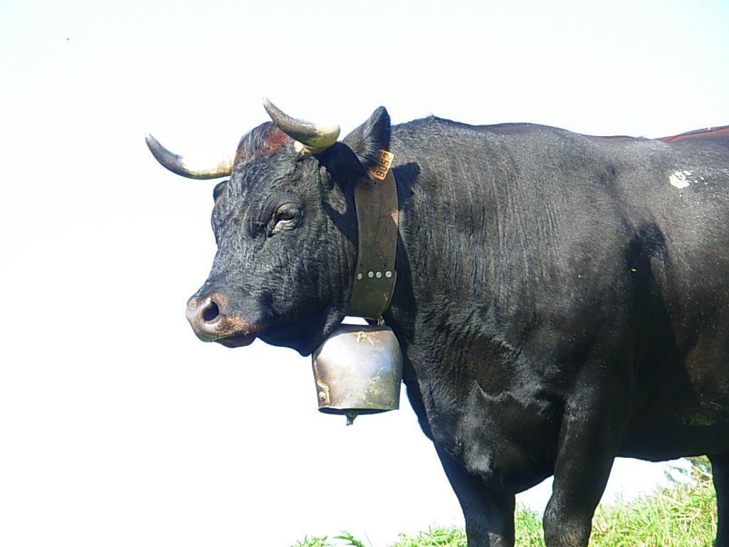 vache d`herens