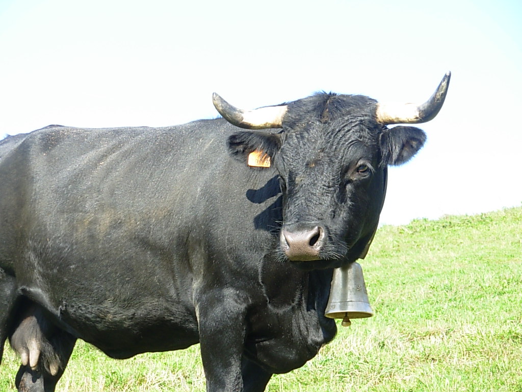 vache